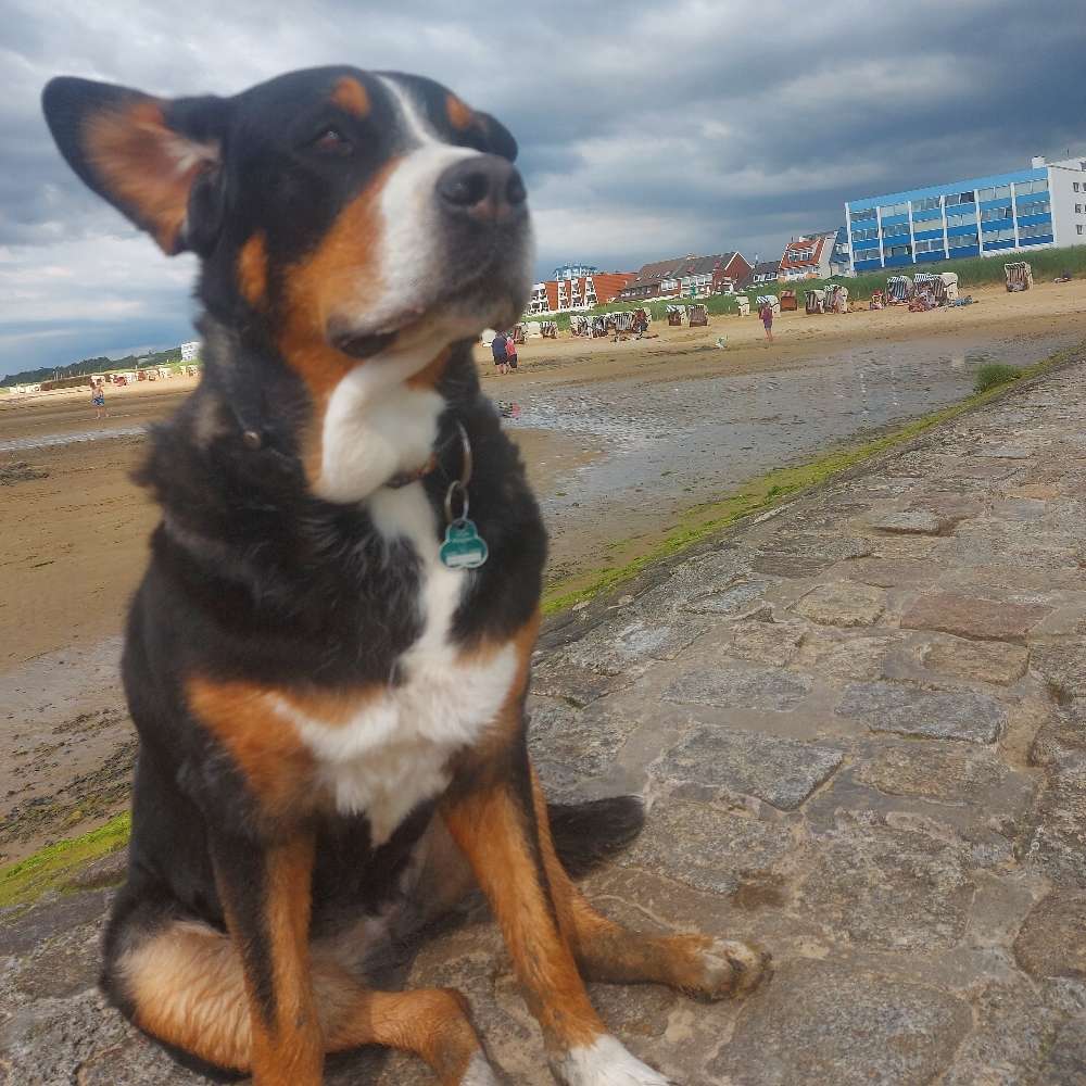 Hundetreffen-Senioren Treffen-Profilbild