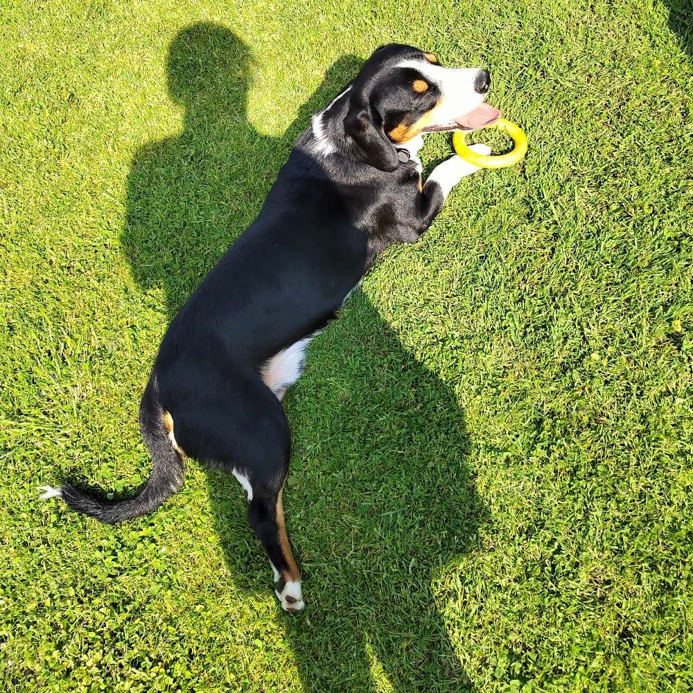 Hundetreffen-Spieltreffen+nette Leute kennenlernen-Profilbild