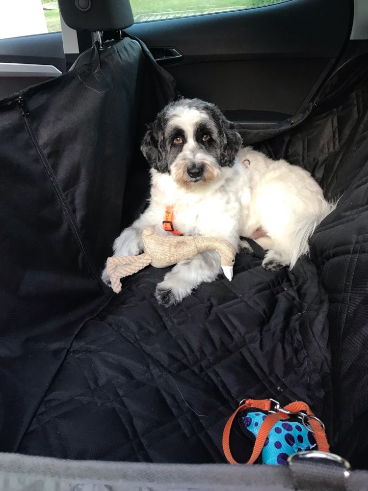 Hundetreffen-Gassi Runde-Profilbild