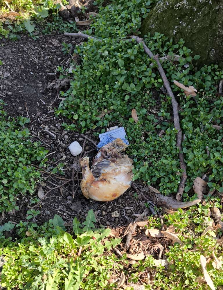 Giftköder-Essen??-Profilbild