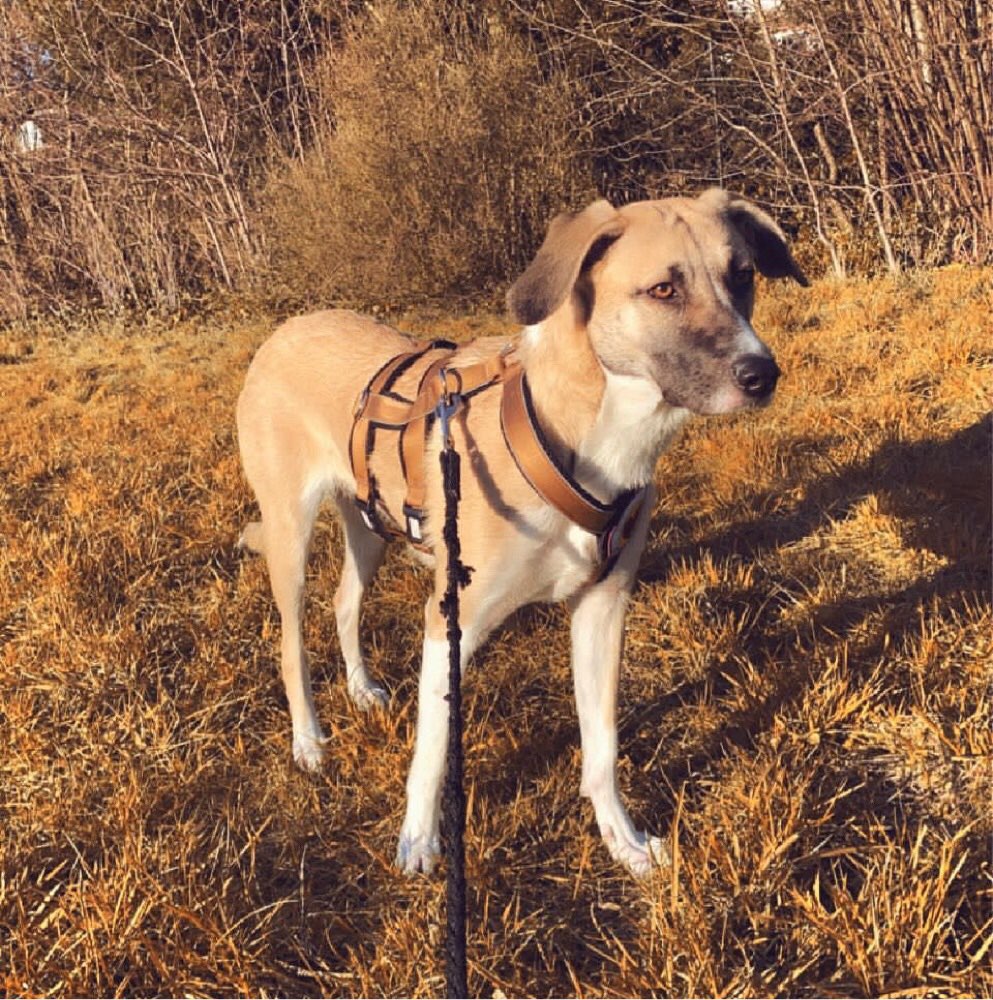 Hundetreffen-Souveräne Hunde für social walks gesucht-Profilbild