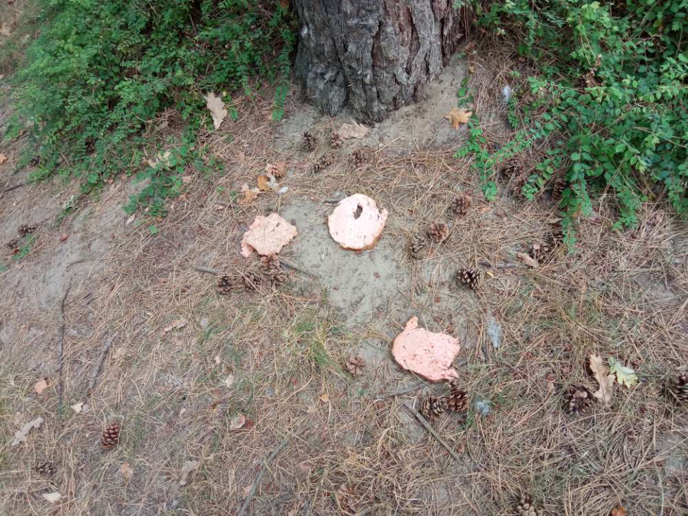 Giftköder-Möglicher Giftköder-Profilbild