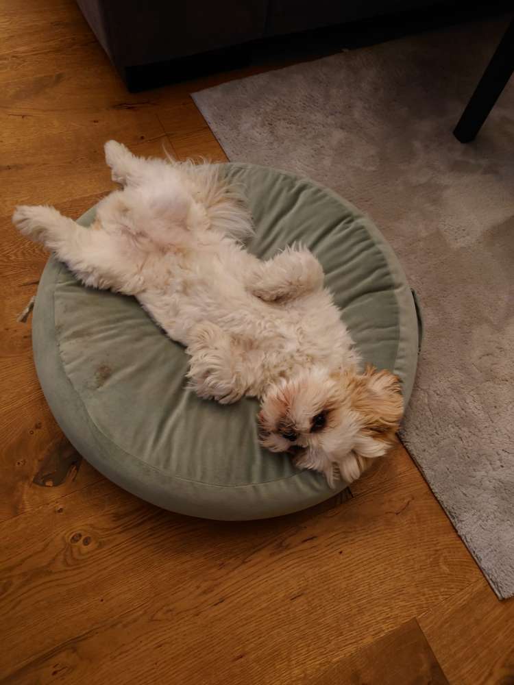 Hundetreffen-Teddy's Hundegeburtstags Feier-Profilbild