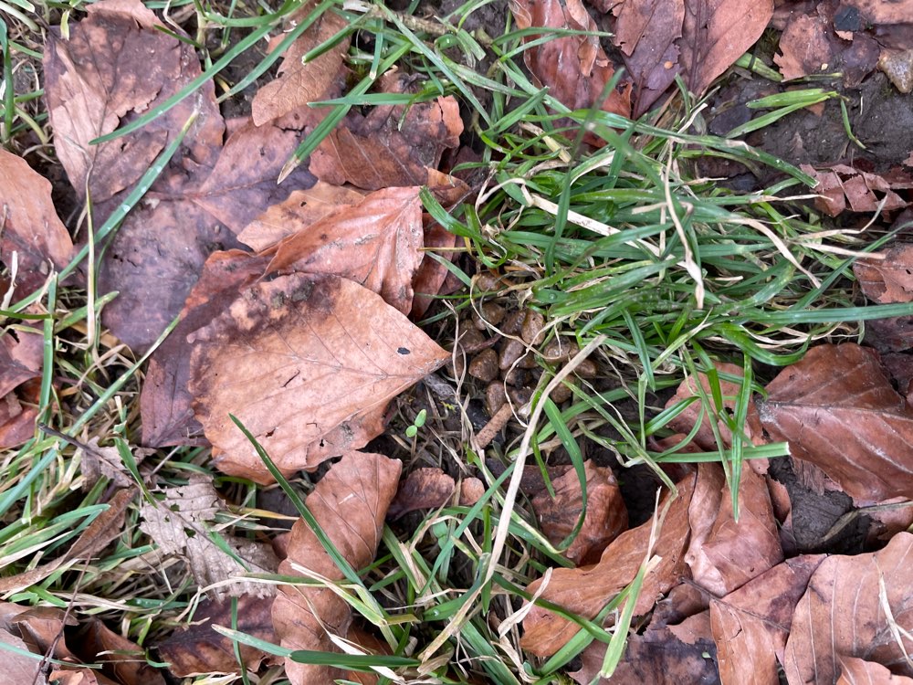 Giftköder-Futter oder Giftköder versteckt-Profilbild