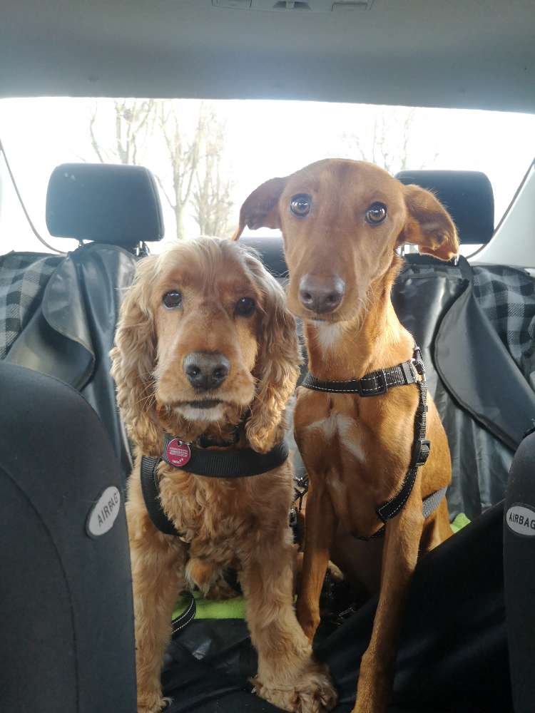 Hundetreffen-PlayDate in Schottheide-Profilbild