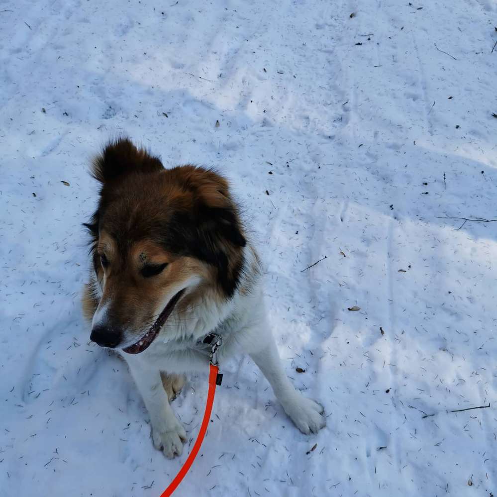 Hundetreffen-Ich suche Kumpels zum Tobben.-Profilbild