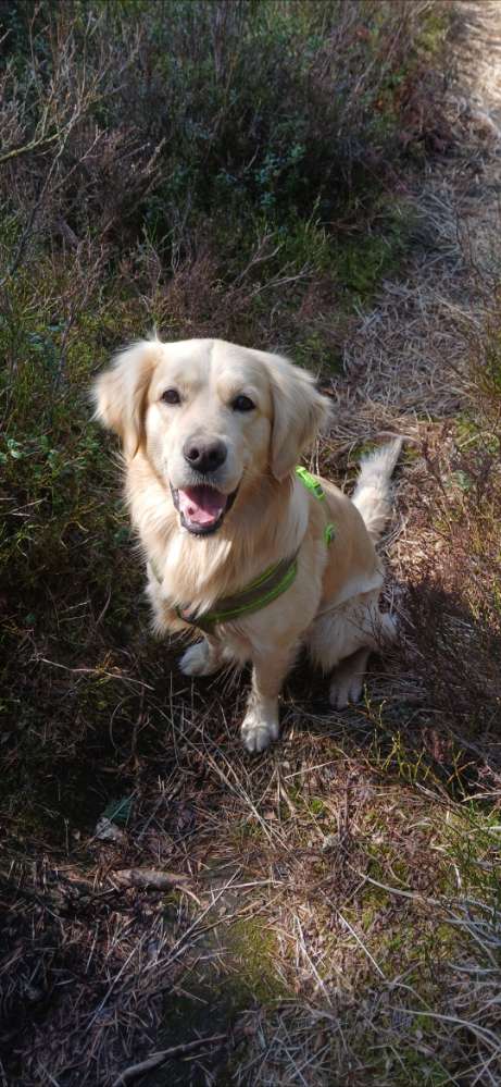 Hundetreffen-Gruppentraining-Profilbild