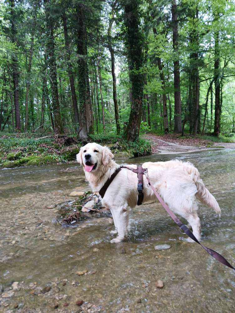 Hundetreffen-Hundebegegnugen-Profilbild