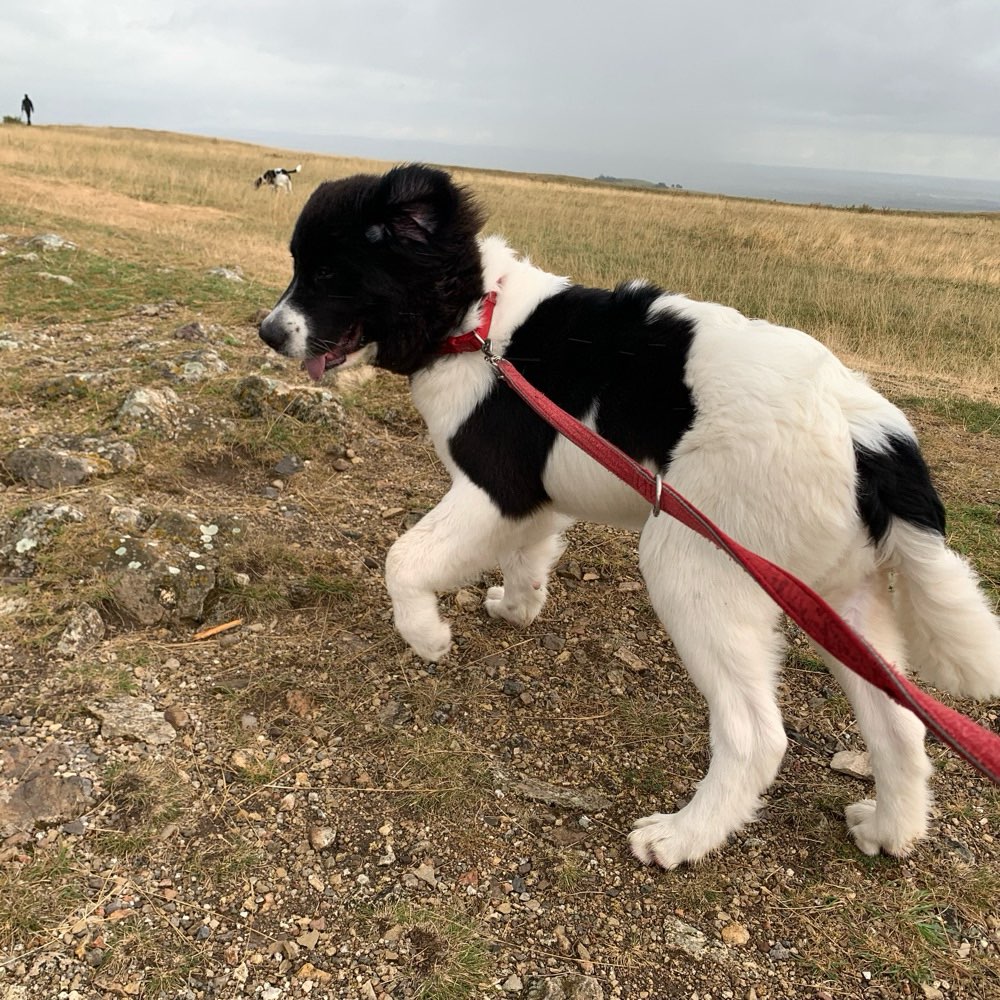 Hundetreffen-Junghundetreffen-Profilbild