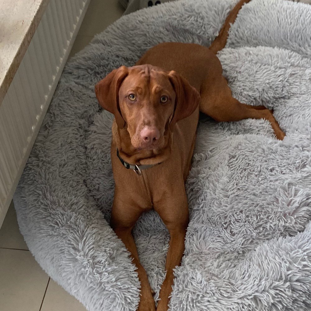 Hundetreffen-Suche Teilehmer an nachmittäglicher Gassirunde zwischen Metzendorf und Tötensen.-Profilbild