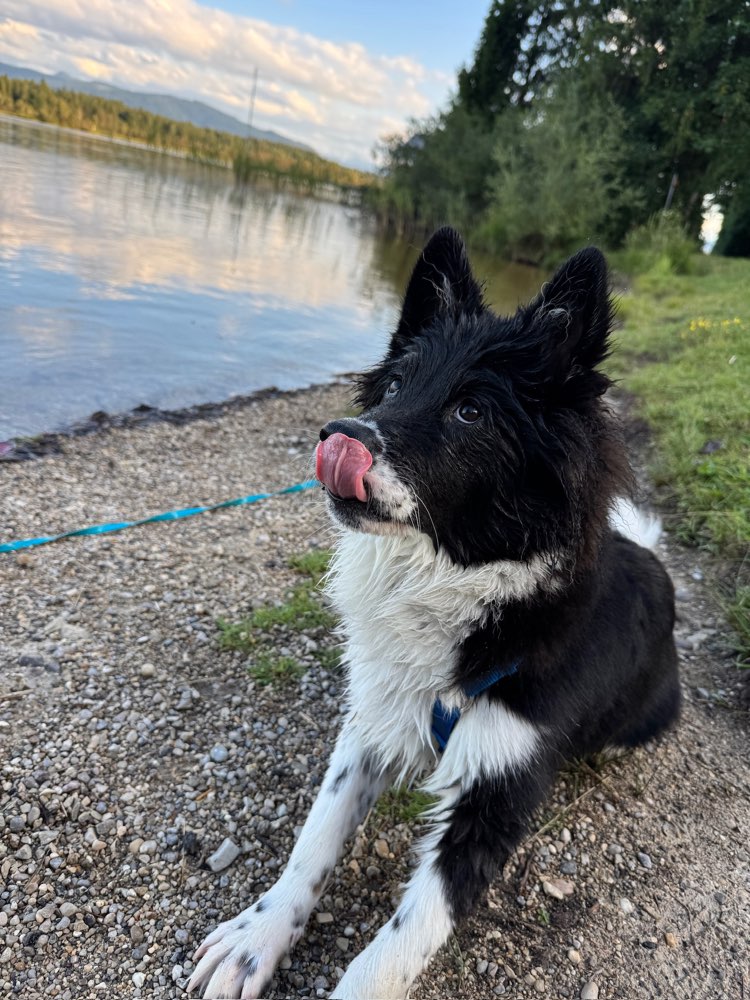 Hundetreffen-Gassirunde-Profilbild