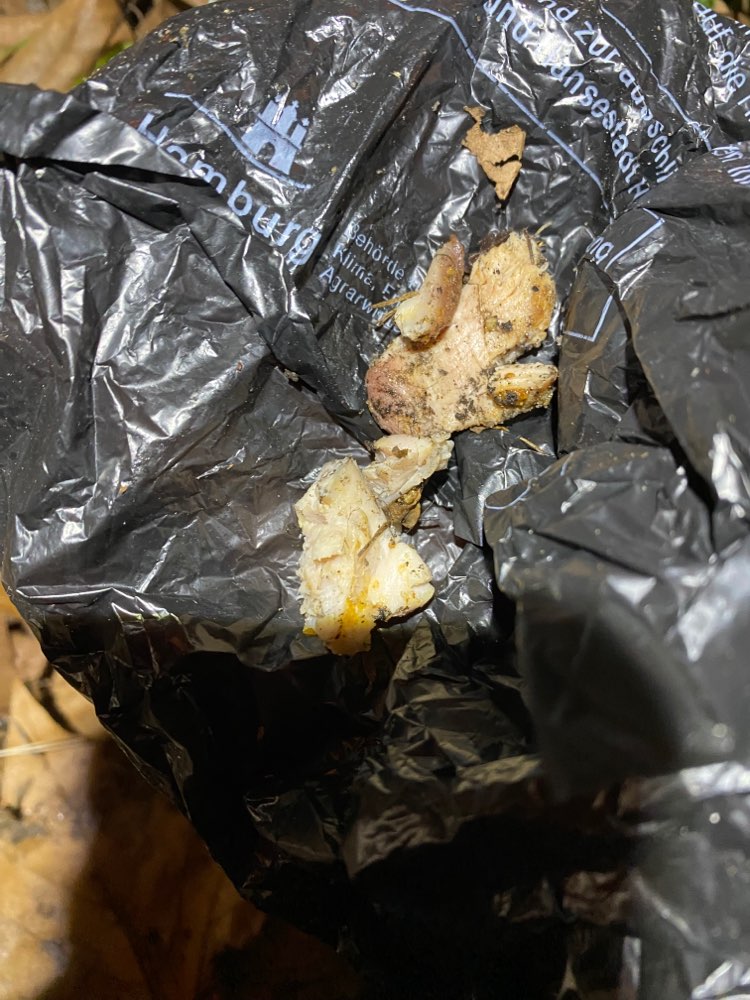 Giftköder-hühnchen unter laub versteckt-Profilbild