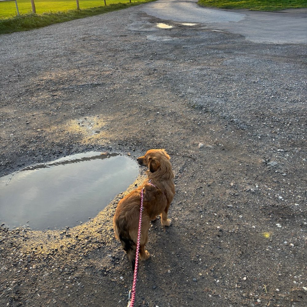 Hundetreffen-Spielrunde-Profilbild