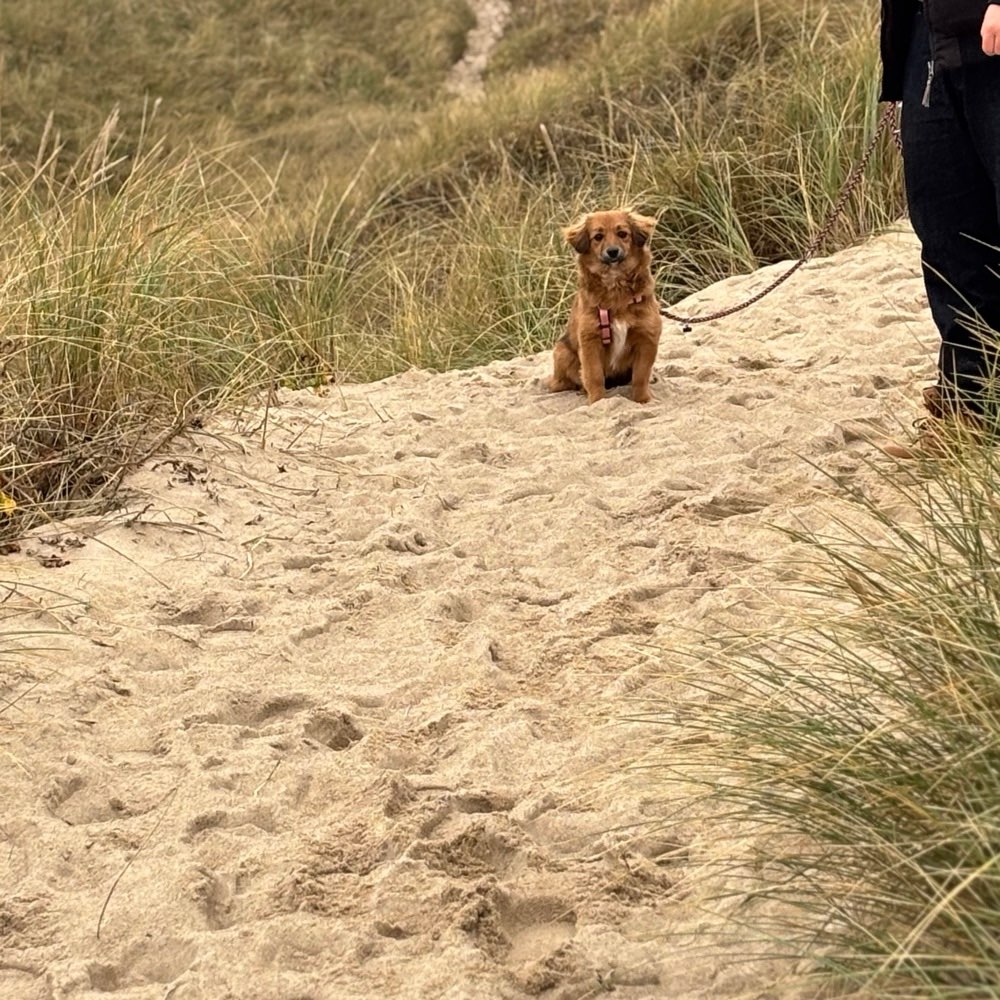 Hundetreffen-Spielrunde-Profilbild