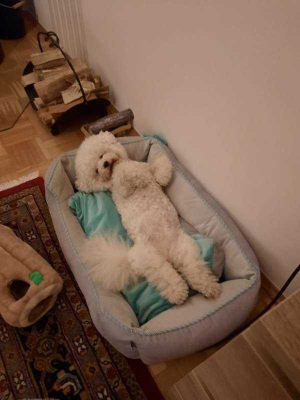 Hundetreffen-Gassi u. Kleine Radtouren mit Hund-Profilbild