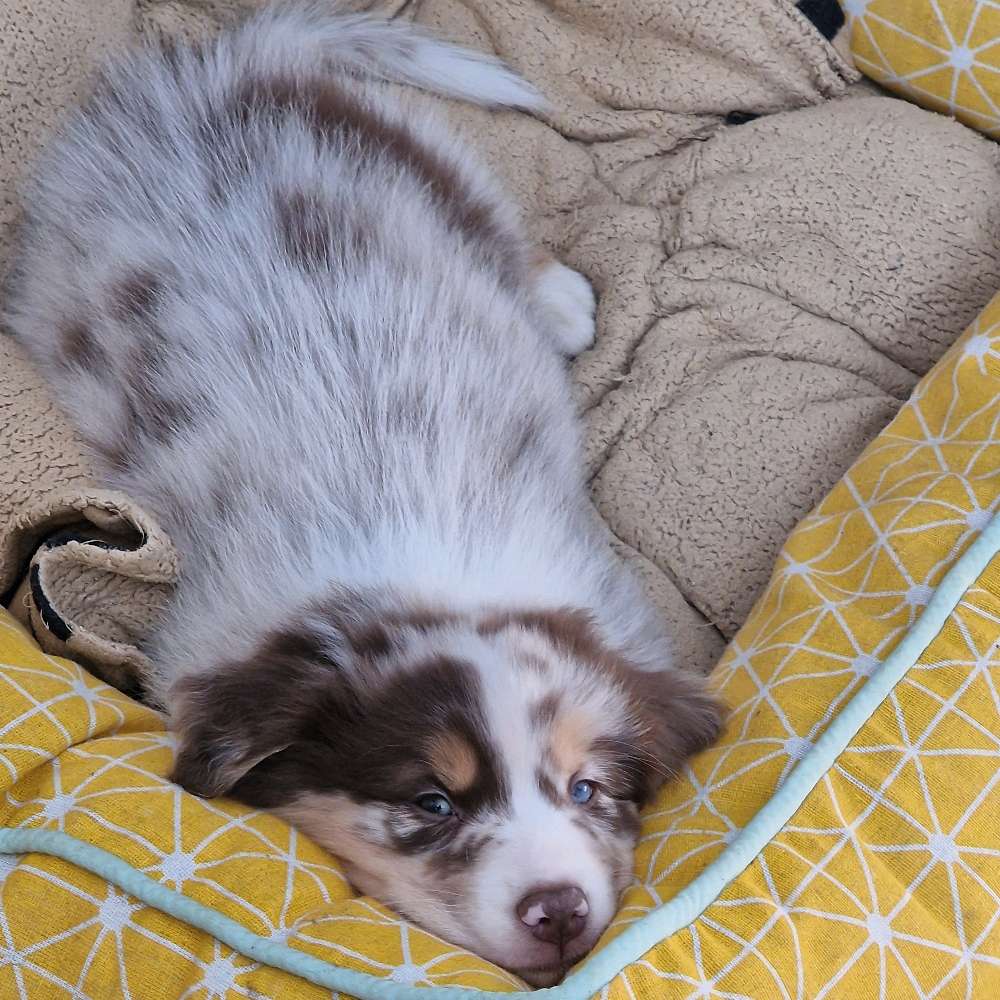 Hundetreffen-Welpentreffen in Markgröningen-Profilbild