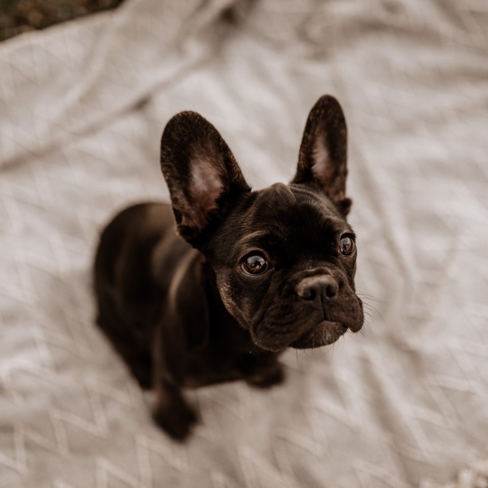 Hundetreffen-Spielfreund gesucht-Profilbild