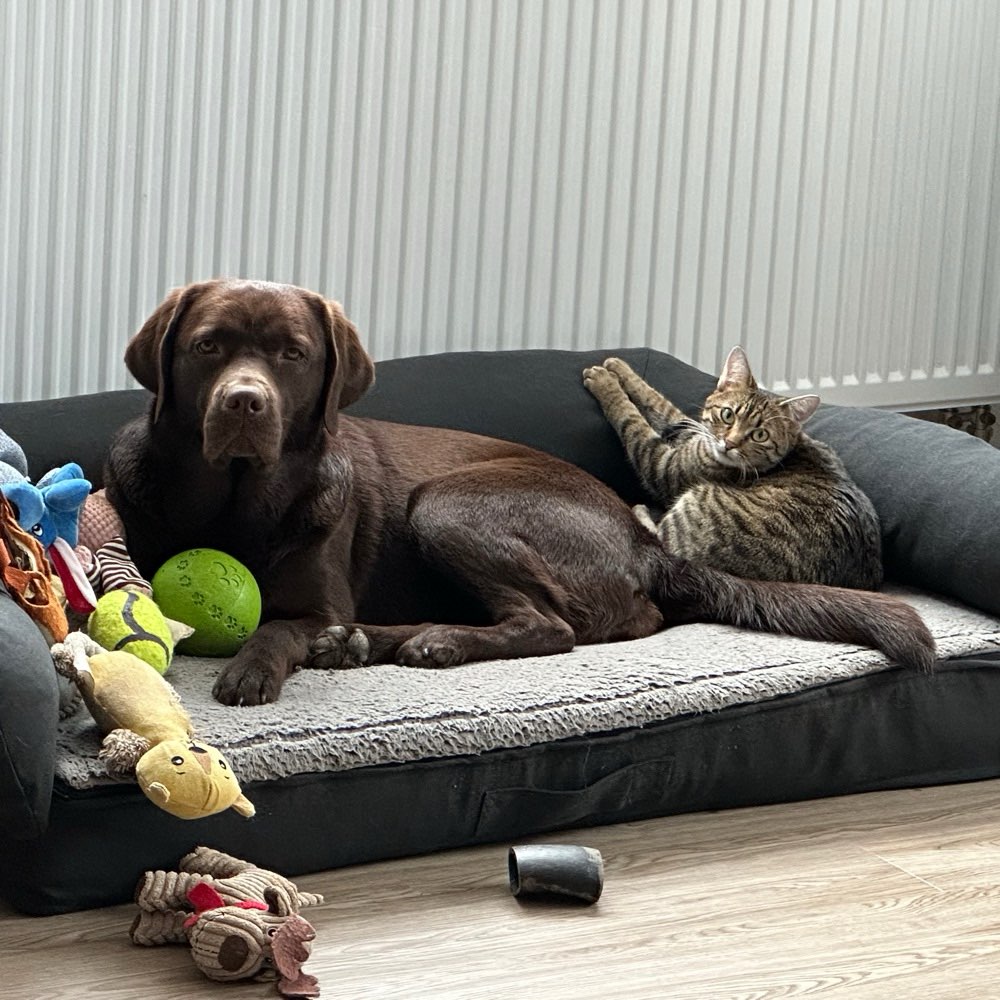 Hundetreffen-Gassirunde-Profilbild