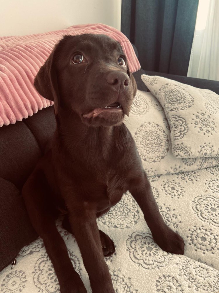 Hundetreffen-Junghund treffen. ☺️😊-Profilbild