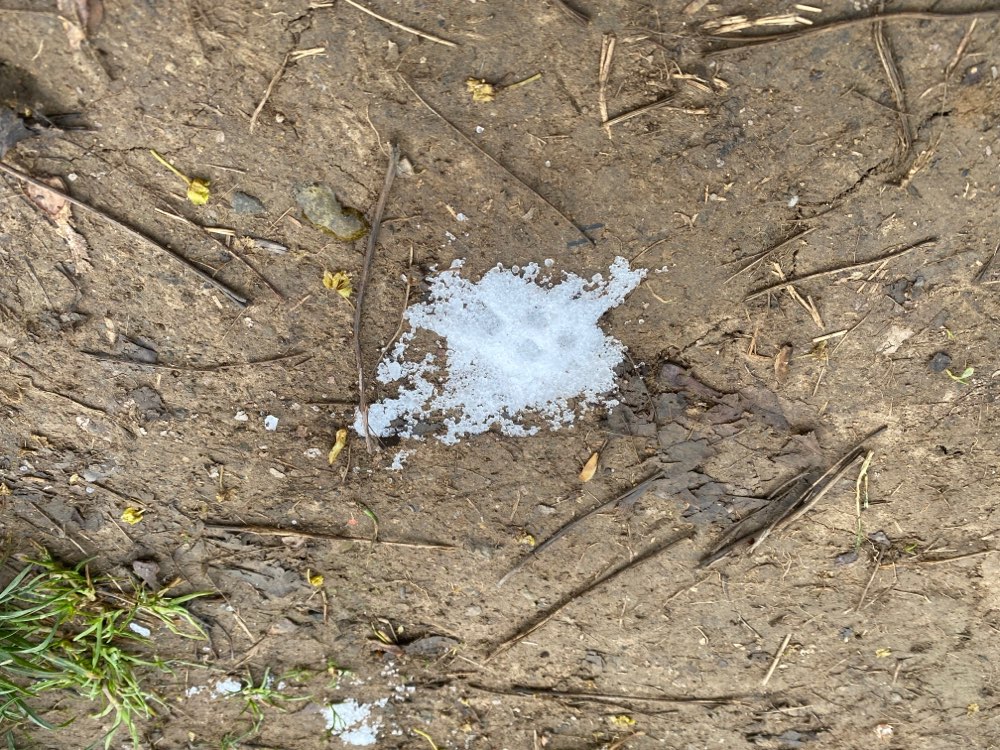 Giftköder-Giftköder-Profilbild