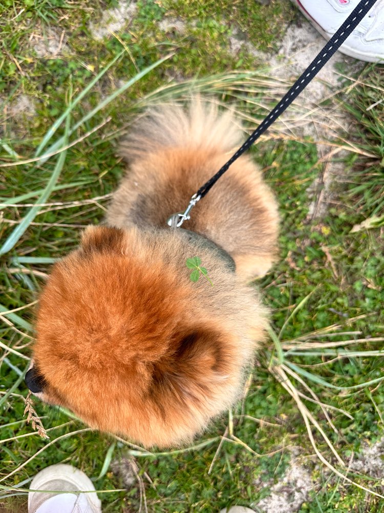 Hundetreffen-Spaziergänge und Spieltreffen-Profilbild