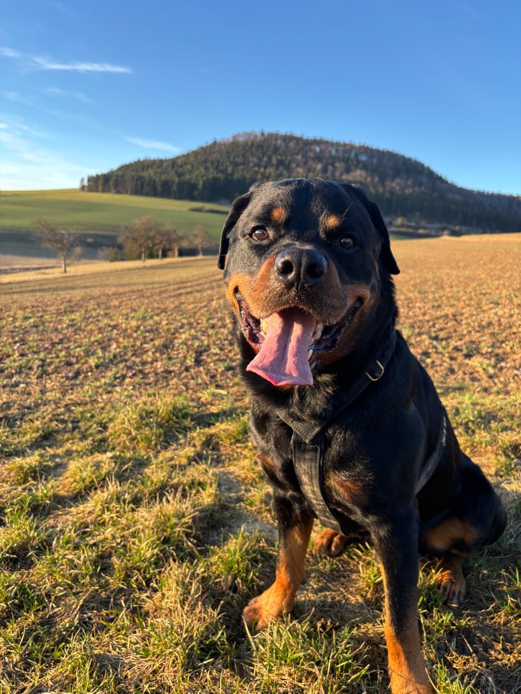 Hundetreffen-Gemeinsamer Spaziergang-Profilbild