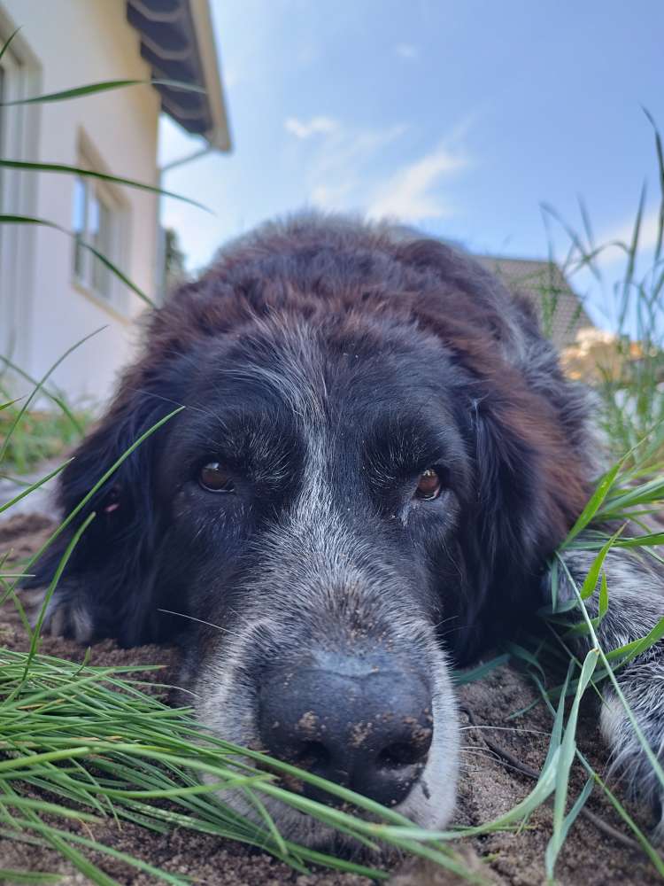 Hundetreffen-Senioren Gassi runden-Profilbild