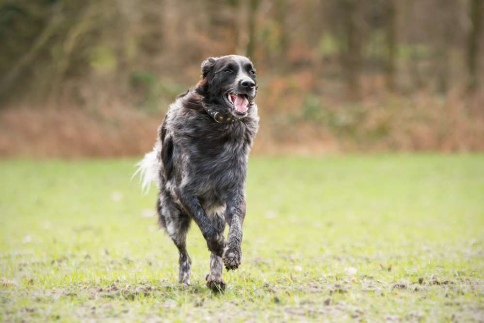 Hundetreffen-Herdenschutzhunde aus dem Umfeld-Profilbild