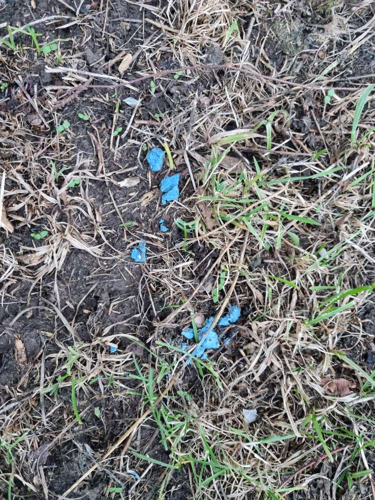 Giftköder-Blaue Brocken gefunden.-Profilbild