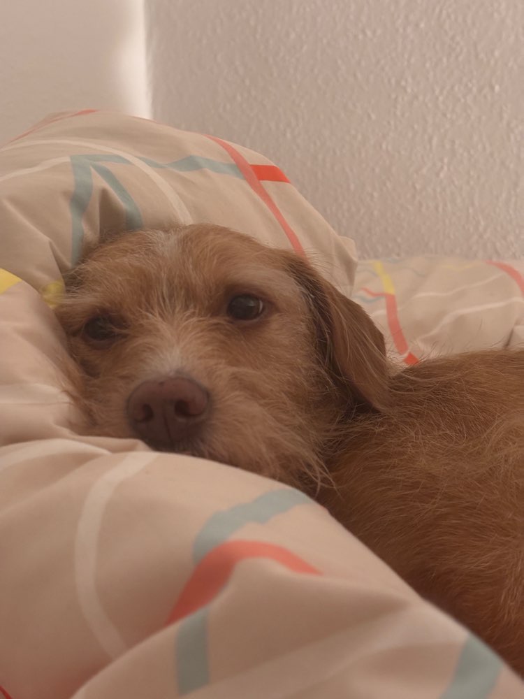 Hundetreffen-Doggie Friends for Mochi-Profilbild