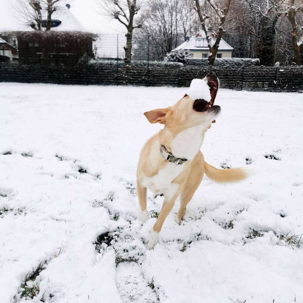 Hundetreffen-Gassi/Spielrunde-Profilbild