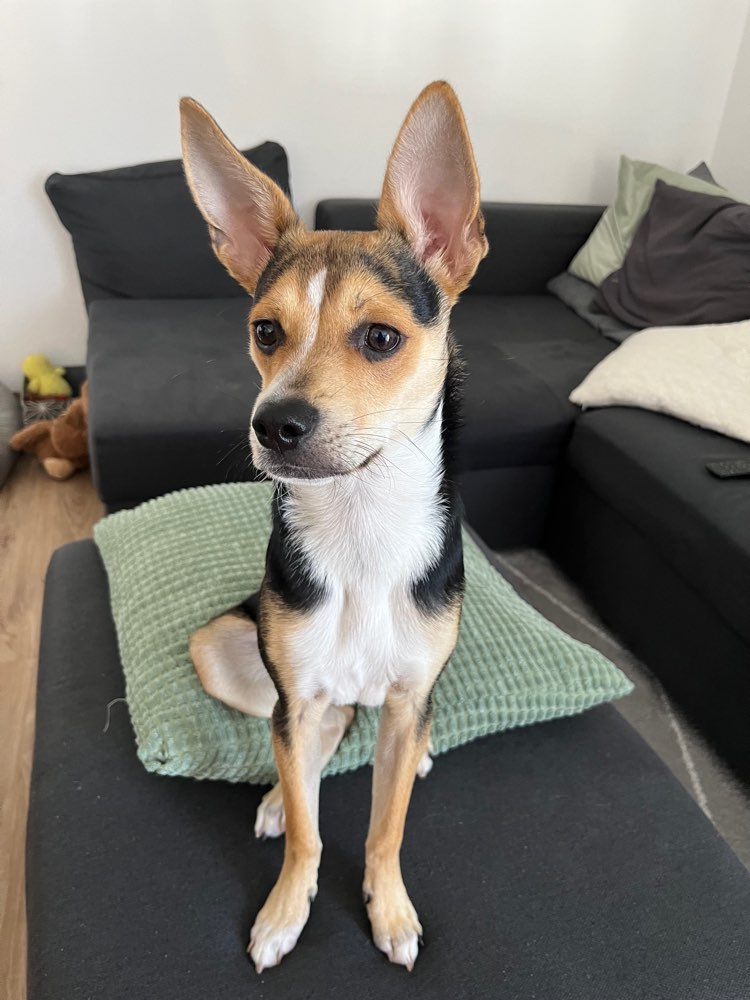 Hundetreffen-Gassi gehen Eriskirch & Umgebung-Profilbild