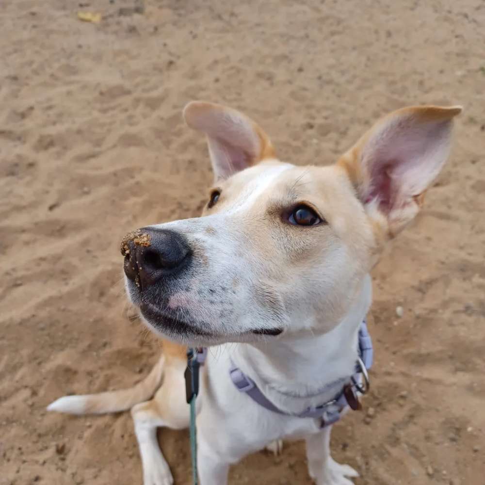 Hundetreffen-Suche Freunde zum Spielen-Profilbild