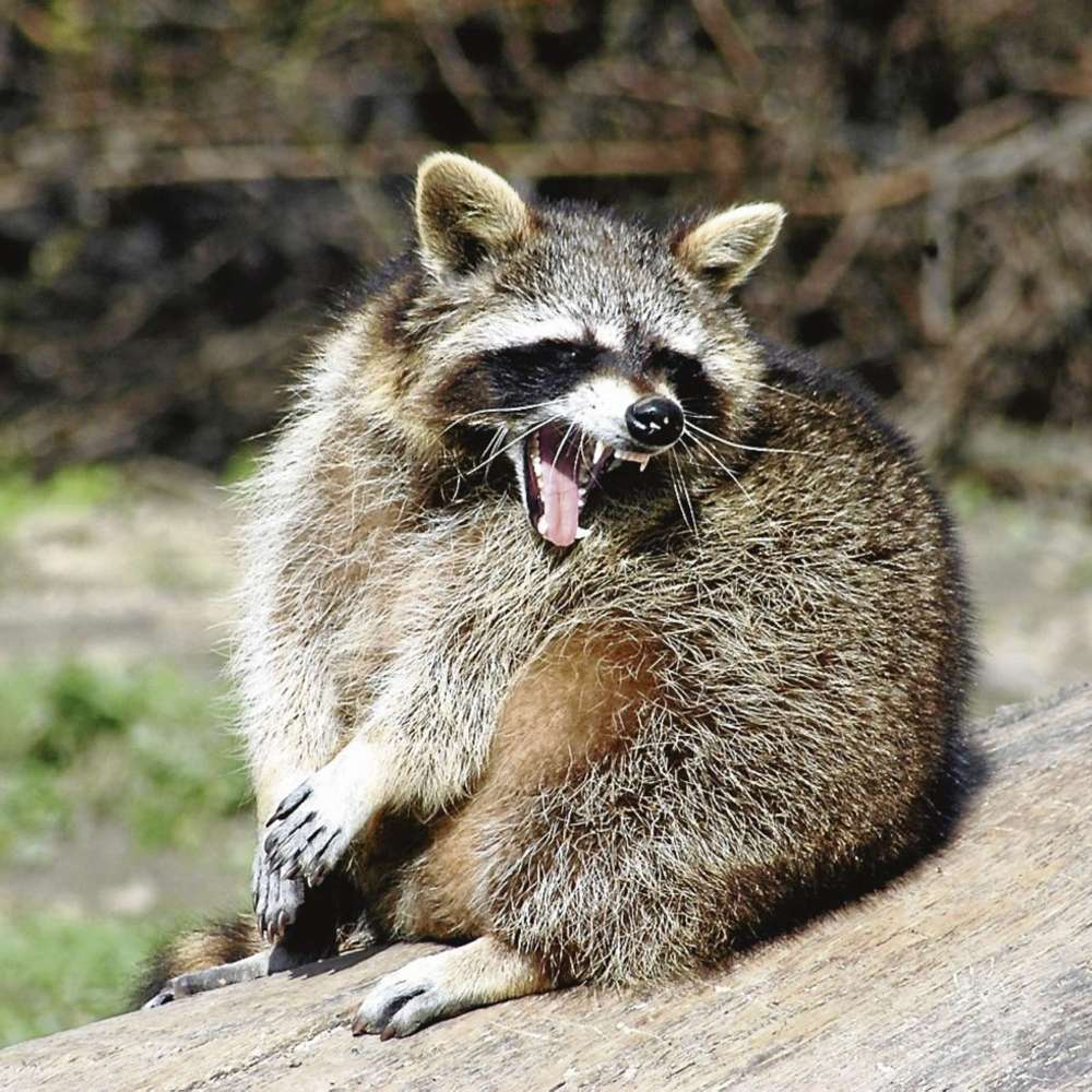 Giftköder-Kranker Waschbär -Profilbild