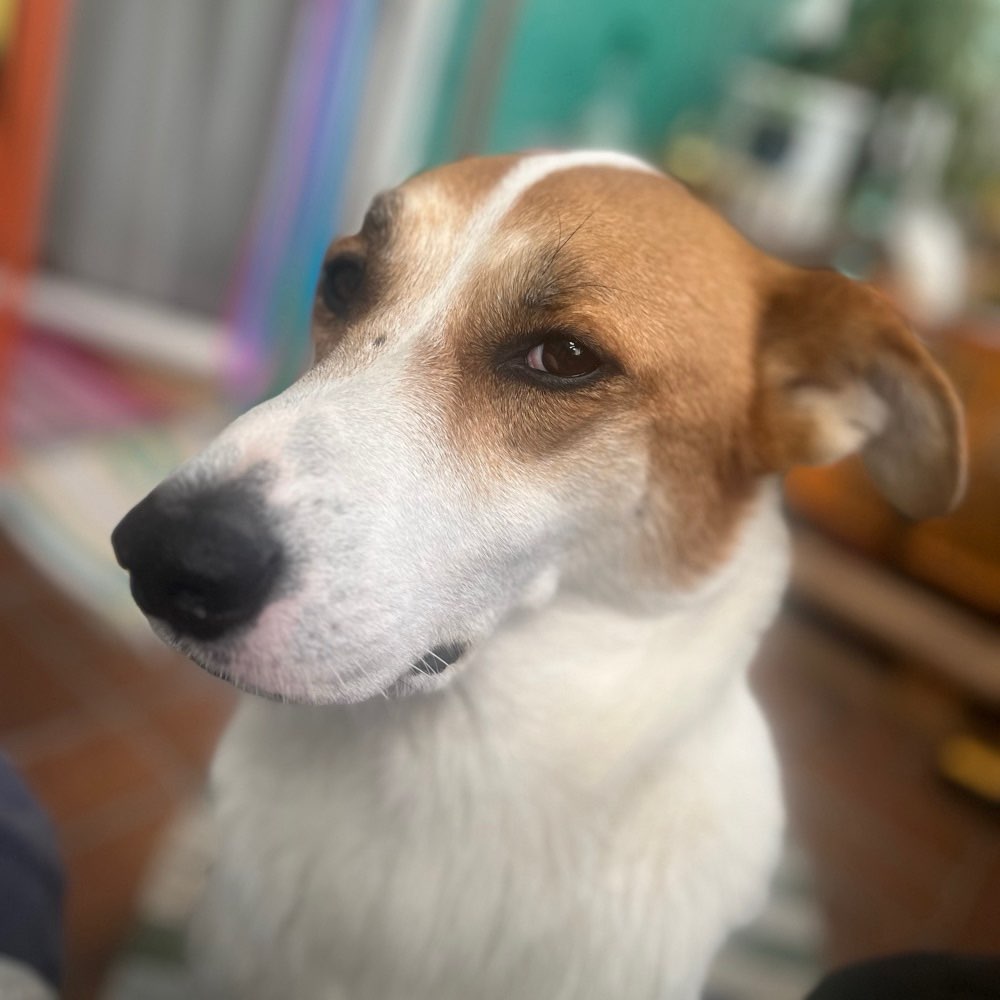 Hundetreffen-Spaziergang/Social Walk-Profilbild