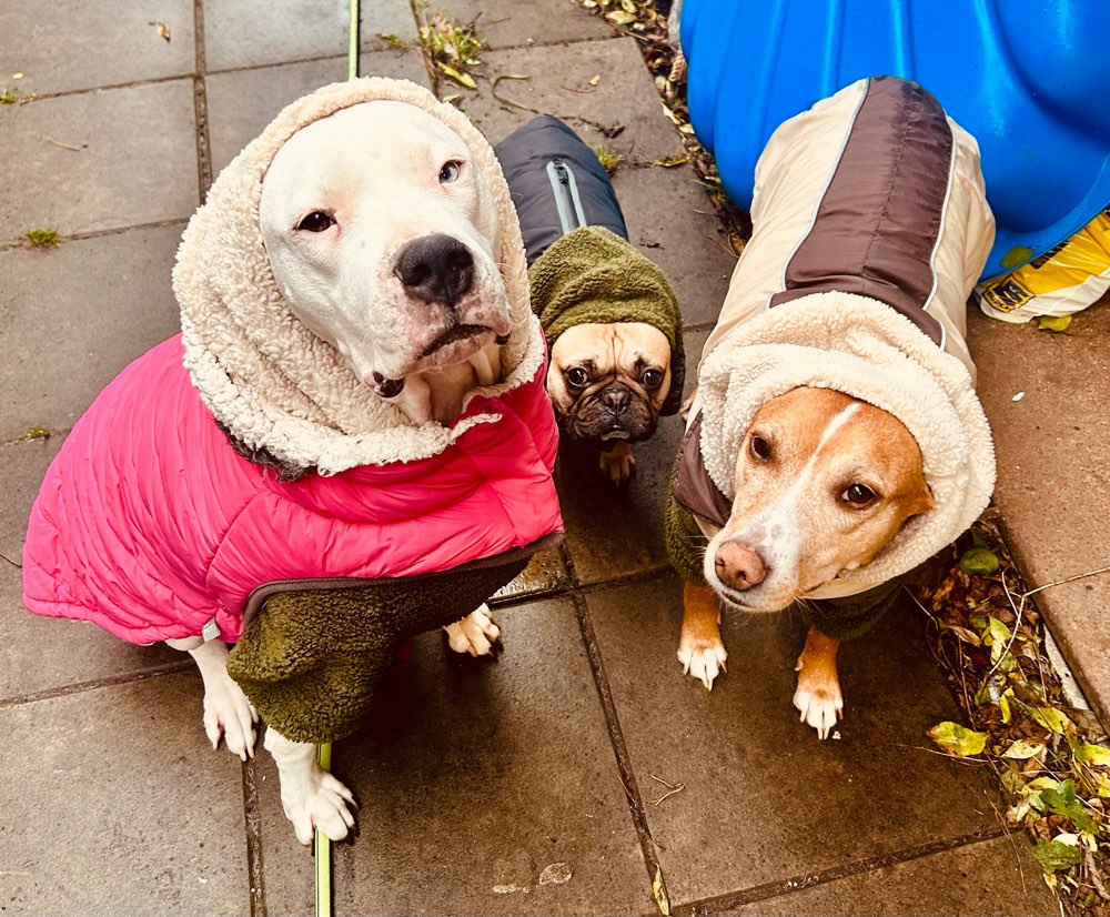 Hundetreffen-Suche Treffen mit souveränem Hund zum sozialisieren-Profilbild