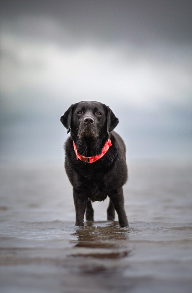 Hundetreffen-Plantsch- und Gassikumpel gesucht😊-Profilbild