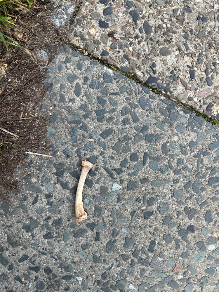 Giftköder-Möglicherweise Giftköder-Profilbild