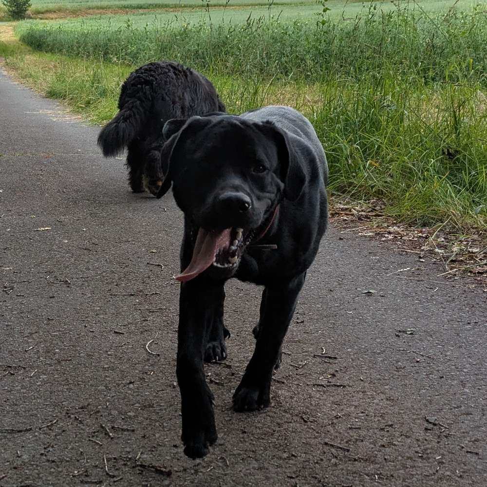 Hundetreffen-Gassi-Runde / Treffen-Profilbild