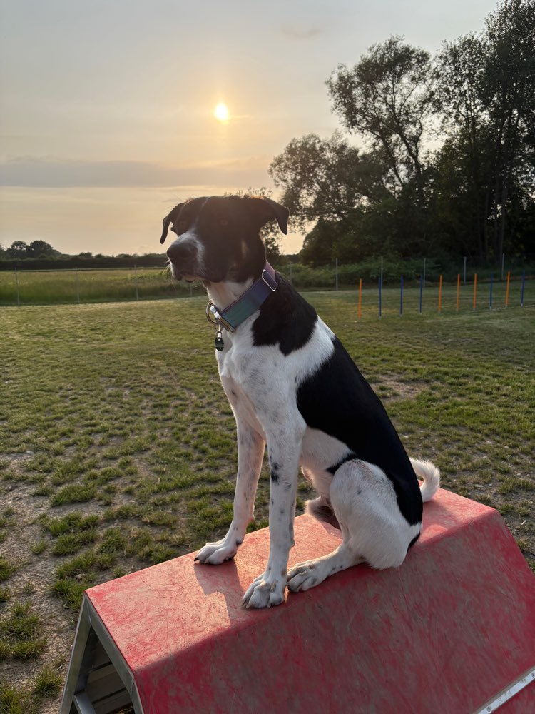 Hundetreffen-Hundewiese Feldbach-Profilbild