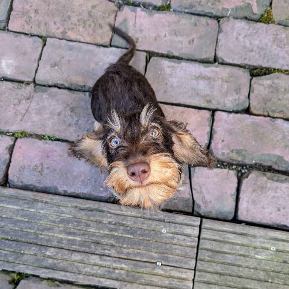 Hundetreffen-Welpen-Gassipartner und Spielgefährten gesucht-Profilbild