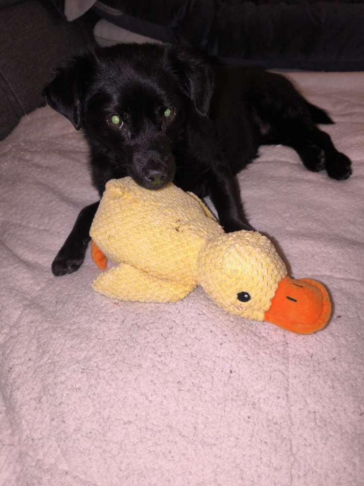 Hundetreffen-Gemeinsame Spaziergänge-Profilbild