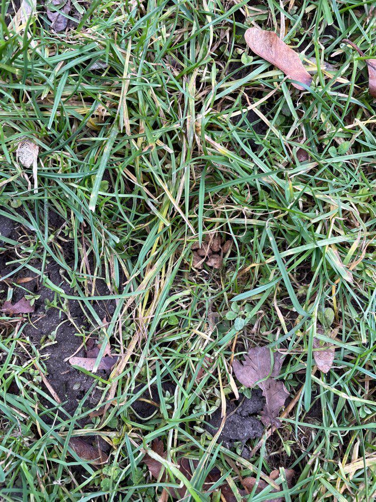 Giftköder-Futter oder Giftköder versteckt Part 2-Profilbild