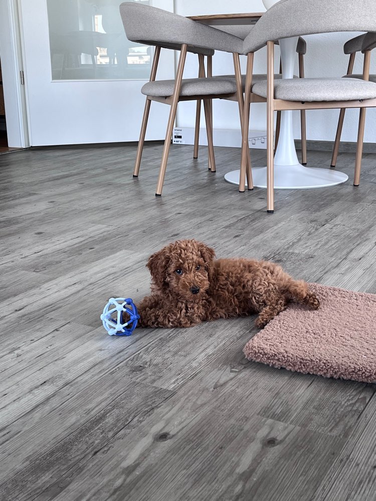 Hundetreffen-Pudelwelpenfreunde gesucht-Profilbild