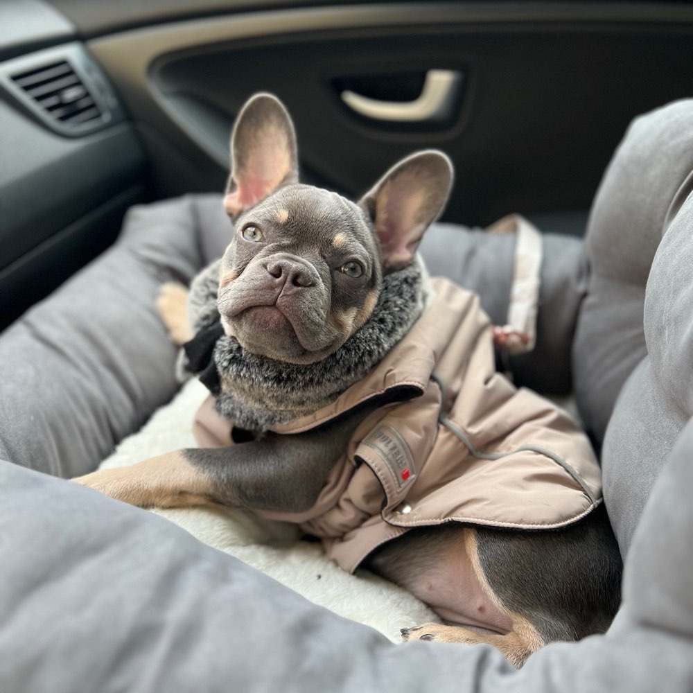 Hundetreffen-Welpentreffen🐾-Profilbild