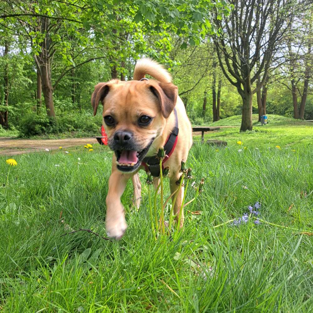 Hundetreffen-Gassi- & Spielrunden-Profilbild