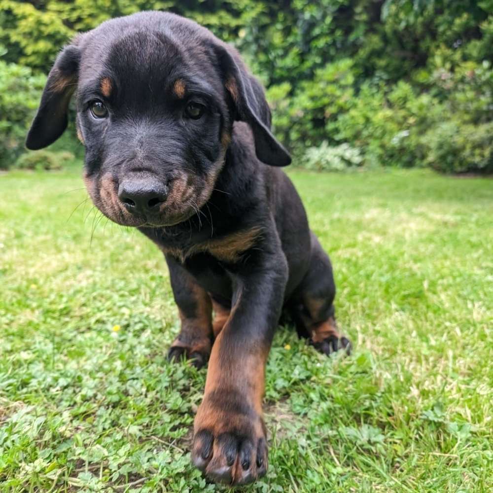 Hundetreffen-Welpentreffen in Iserlohn-Profilbild