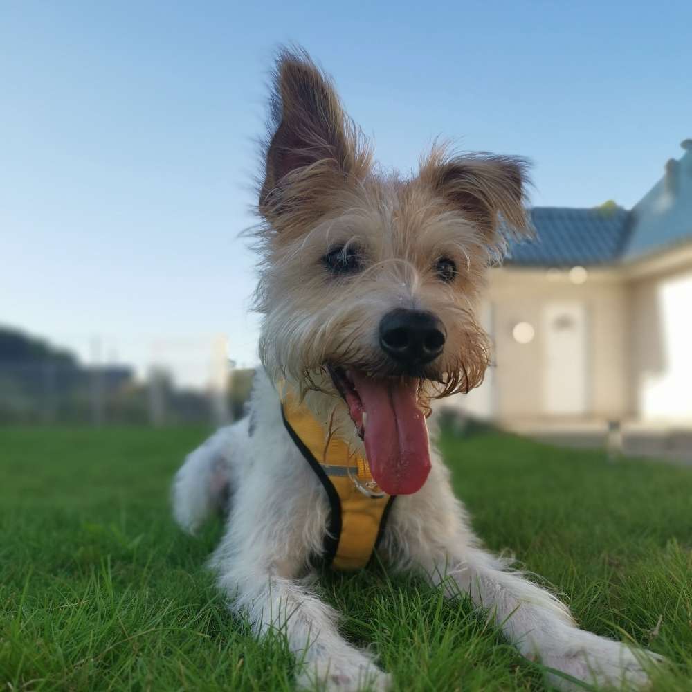 Hundetreffen-Spielpartner gesucht-Profilbild