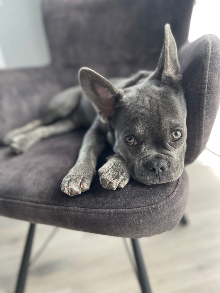 Hundetreffen-Spielkameraden gesucht-Profilbild