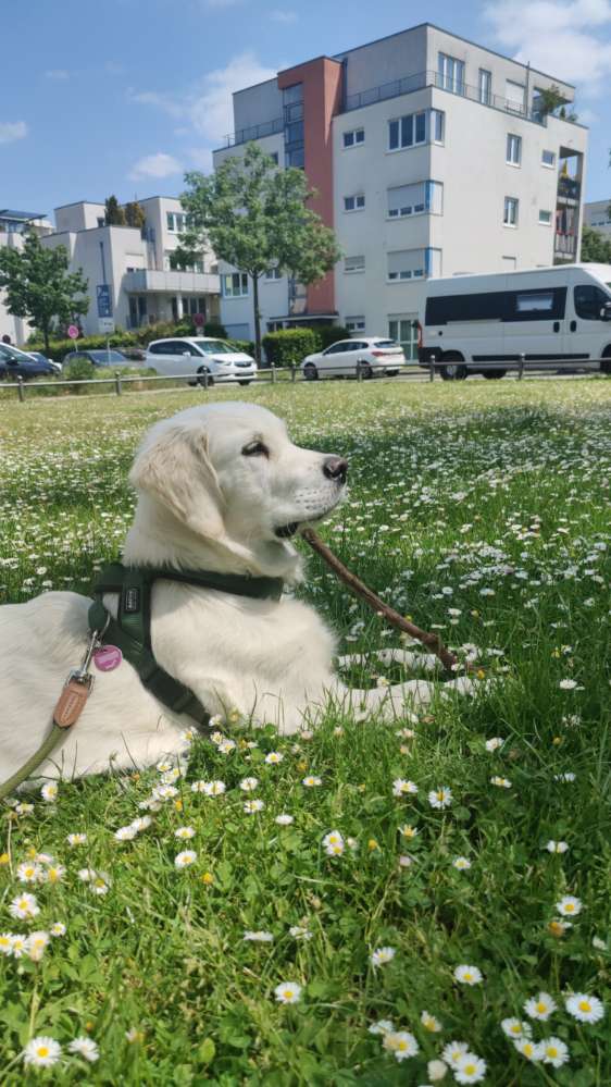 Hundetreffen-Spielrunde-Profilbild